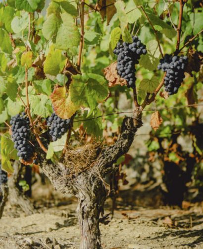 (017) Croft - Harvest 2020 - Quinta da Roeda - Vine with grapes