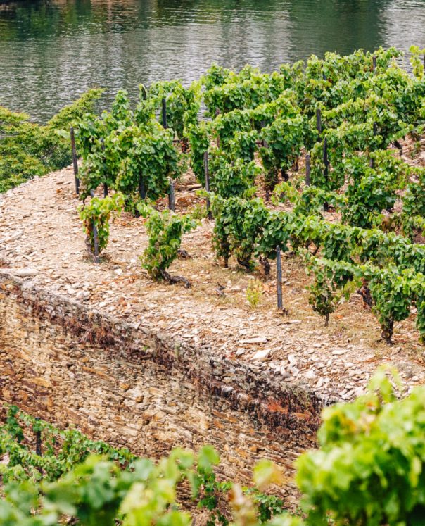 Croft Quinta da Roêda Vineyards (12)