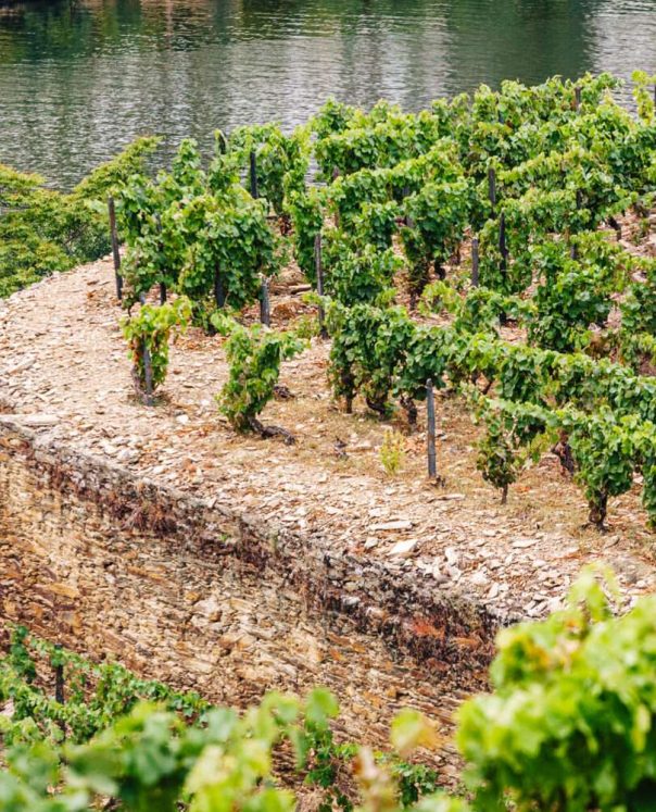 Croft Quinta da Roêda Vineyards (12)